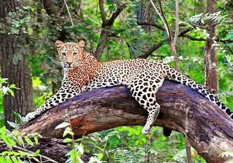 Leopard Safari in Satpura